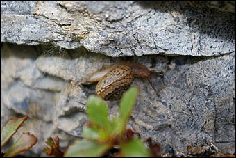 12-14 июня, Горный Алтай   День России в Горном Алтае