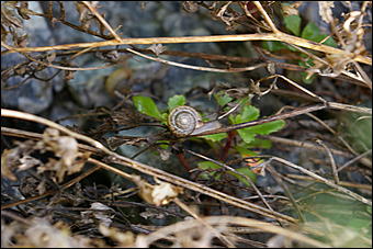 12-14 июня, Горный Алтай   День России в Горном Алтае
