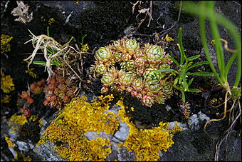 12-14 июня, Горный Алтай   День России в Горном Алтае