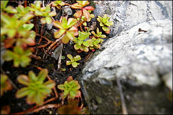 12-14 июня, Горный Алтай   День России в Горном Алтае