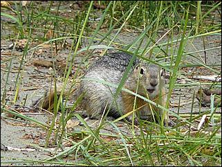 12-14 июня, Горный Алтай   День России в Горном Алтае