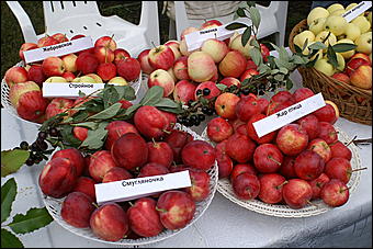 22 августа 2009 г., Барнаул   День рождения Барнаула - выставка цветов и "Город мастеров"