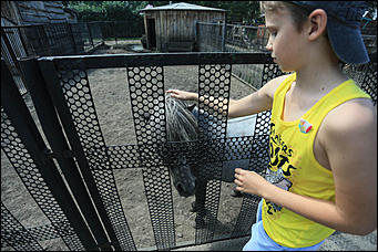 6 августа 2017 г., Барнаул. Екатерина Смолихина Саксофон для волка и скрипка для льва: барнаульский зоопарк отметил седьмой день рождения