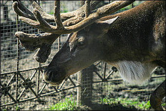 6 августа 2017 г., Барнаул. Екатерина Смолихина Саксофон для волка и скрипка для льва: барнаульский зоопарк отметил седьмой день рождения
