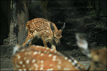 6 августа 2017 г., Барнаул. Екатерина Смолихина Саксофон для волка и скрипка для льва: барнаульский зоопарк отметил седьмой день рождения