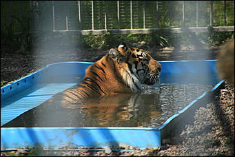6 августа 2017 г., Барнаул. Екатерина Смолихина Саксофон для волка и скрипка для льва: барнаульский зоопарк отметил седьмой день рождения