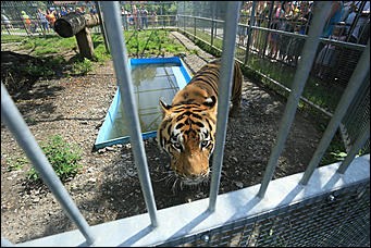 6 августа 2017 г., Барнаул. Екатерина Смолихина Саксофон для волка и скрипка для льва: барнаульский зоопарк отметил седьмой день рождения