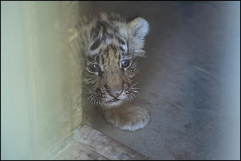 6 августа 2017 г., Барнаул. Екатерина Смолихина Саксофон для волка и скрипка для льва: барнаульский зоопарк отметил седьмой день рождения