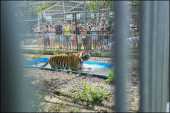 6 августа 2017 г., Барнаул. Екатерина Смолихина Саксофон для волка и скрипка для льва: барнаульский зоопарк отметил седьмой день рождения