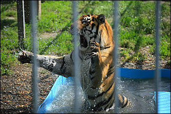 6 августа 2017 г., Барнаул. Екатерина Смолихина Саксофон для волка и скрипка для льва: барнаульский зоопарк отметил седьмой день рождения