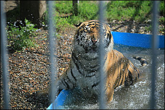 6 августа 2017 г., Барнаул. Екатерина Смолихина Саксофон для волка и скрипка для льва: барнаульский зоопарк отметил седьмой день рождения