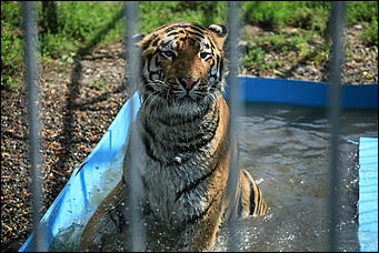 6 августа 2017 г., Барнаул. Екатерина Смолихина Саксофон для волка и скрипка для льва: барнаульский зоопарк отметил седьмой день рождения