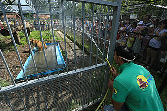 6 августа 2017 г., Барнаул. Екатерина Смолихина Саксофон для волка и скрипка для льва: барнаульский зоопарк отметил седьмой день рождения