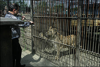 6 августа 2017 г., Барнаул. Екатерина Смолихина Саксофон для волка и скрипка для льва: барнаульский зоопарк отметил седьмой день рождения