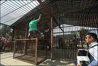 6 августа 2017 г., Барнаул. Екатерина Смолихина Саксофон для волка и скрипка для льва: барнаульский зоопарк отметил седьмой день рождения