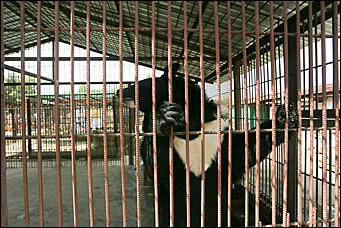 6 августа 2017 г., Барнаул. Екатерина Смолихина Саксофон для волка и скрипка для льва: барнаульский зоопарк отметил седьмой день рождения