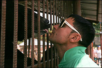 6 августа 2017 г., Барнаул. Екатерина Смолихина Саксофон для волка и скрипка для льва: барнаульский зоопарк отметил седьмой день рождения