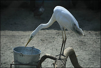 6 августа 2017 г., Барнаул. Екатерина Смолихина Саксофон для волка и скрипка для льва: барнаульский зоопарк отметил седьмой день рождения