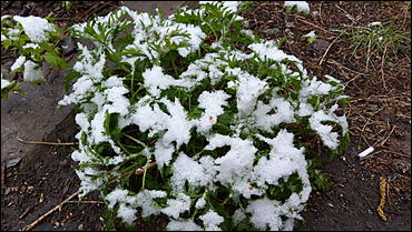 2 май 2017 г., Барнаул   Холодный май 2017 года. Фоторепортаж с заснеженных улиц Барнаула