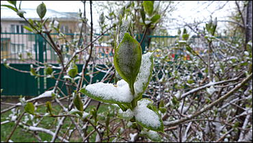 2 май 2017 г., Барнаул   Холодный май 2017 года. Фоторепортаж с заснеженных улиц Барнаула