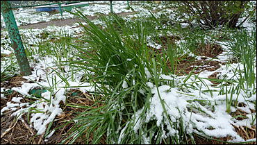 2 май 2017 г., Барнаул   Холодный май 2017 года. Фоторепортаж с заснеженных улиц Барнаула