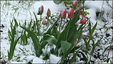 2 май 2017 г., Барнаул   Холодный май 2017 года. Фоторепортаж с заснеженных улиц Барнаула