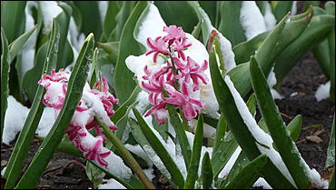 2 май 2017 г., Барнаул   Холодный май 2017 года. Фоторепортаж с заснеженных улиц Барнаула