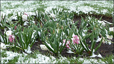 2 май 2017 г., Барнаул   Холодный май 2017 года. Фоторепортаж с заснеженных улиц Барнаула
