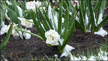 2 май 2017 г., Барнаул   Холодный май 2017 года. Фоторепортаж с заснеженных улиц Барнаула