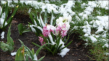 2 май 2017 г., Барнаул   Холодный май 2017 года. Фоторепортаж с заснеженных улиц Барнаула