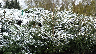 2 май 2017 г., Барнаул   Холодный май 2017 года. Фоторепортаж с заснеженных улиц Барнаула