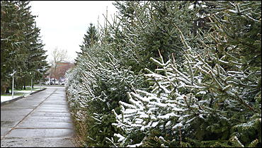 2 май 2017 г., Барнаул   Холодный май 2017 года. Фоторепортаж с заснеженных улиц Барнаула