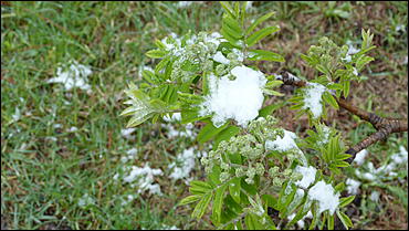 2 май 2017 г., Барнаул   Холодный май 2017 года. Фоторепортаж с заснеженных улиц Барнаула