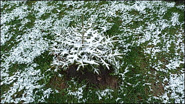 2 май 2017 г., Барнаул   Холодный май 2017 года. Фоторепортаж с заснеженных улиц Барнаула