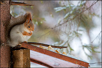 11 февраль 2016 г., Барнаул © Амител Вячеслав Мельников Строительство храма в Нагорном парке: как выглядит новый комплекс. Фото