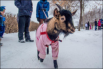 12 декабря 2015 г., Барнаул   Около 15 тысяч человек пришли в Барнауле на открытие "Алтайской зимовки"