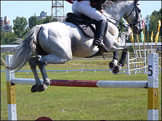16 августа 2015г., Барнаул   Конноспортивные соревнования на Кубок губернатора края