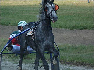 16 августа 2015г., Барнаул   Конноспортивные соревнования на Кубок губернатора края