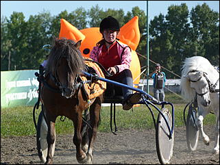 16 августа 2015г., Барнаул   Конноспортивные соревнования на Кубок губернатора края