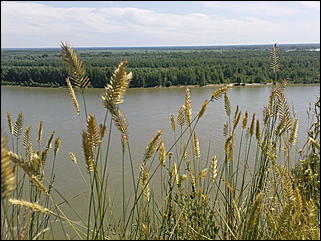 12 июля 2009 г., Барнаул   Июльские краски лета