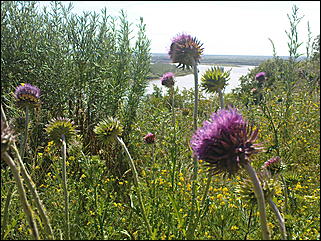 12 июля 2009 г., Барнаул   Июльские краски лета