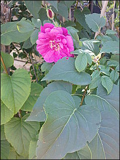 12 июля 2009 г., Барнаул   Июльские краски лета