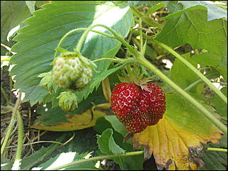 12 июля 2009 г., Барнаул   Июльские краски лета