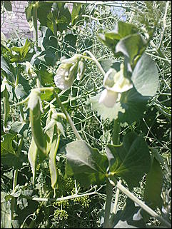 12 июля 2009 г., Барнаул   Июльские краски лета