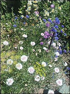 12 июля 2009 г., Барнаул   Июльские краски лета