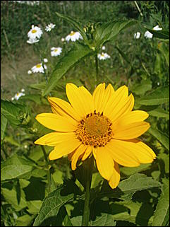 12 июля 2009 г., Барнаул   Июльские краски лета