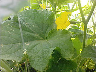 12 июля 2009 г., Барнаул   Июльские краски лета