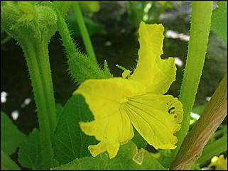 12 июля 2009 г., Барнаул   Июльские краски лета