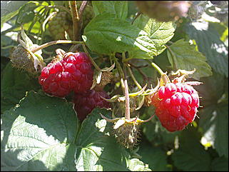 12 июля 2009 г., Барнаул   Июльские краски лета