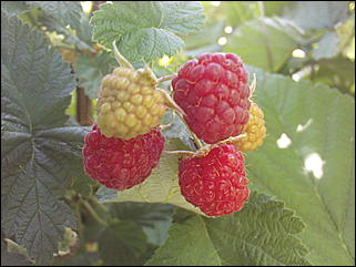 12 июля 2009 г., Барнаул   Июльские краски лета